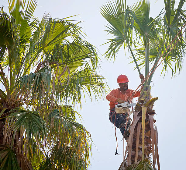 Reliable Washington, WV Tree Removal Solutions