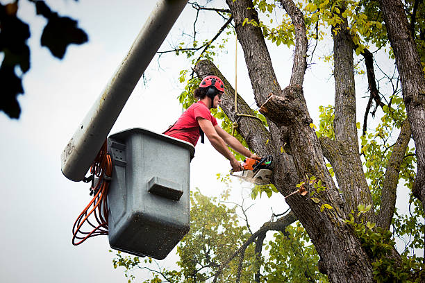 Best Lawn Dethatching  in Washington, WV